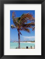 Palm Tree of Castaway Cay, Bahamas, Caribbean Fine Art Print