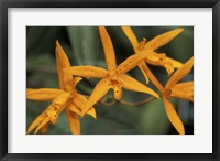 Orange Orchids, Barbados, Caribbean Fine Art Print
