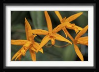 Orange Orchids, Barbados, Caribbean Fine Art Print
