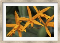 Orange Orchids, Barbados, Caribbean Fine Art Print