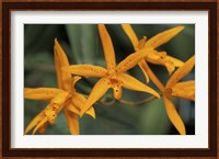 Orange Orchids, Barbados, Caribbean Fine Art Print