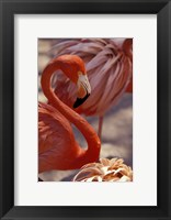 Pink Flamingo in Ardastra Gardens and Zoo, Bahamas, Caribbean Fine Art Print