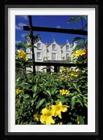 Yellow flowers, St Nicholas Abbey, St Peter Parish, Barbados, Caribbean Framed Print