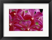 Pink Orchids, Barbados, Caribbean Fine Art Print