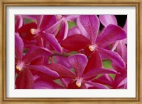 Pink Orchids, Barbados, Caribbean Fine Art Print