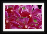 Pink Orchids, Barbados, Caribbean Fine Art Print