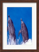 Atlantic Spotted Dolphins, Bimini, Bahamas Fine Art Print