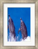 Atlantic Spotted Dolphins, Bimini, Bahamas Fine Art Print