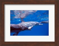 Pair of Atlantic Spotted Dolphins, Bimini, Bahamas Fine Art Print