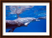 Pair of Atlantic Spotted Dolphins, Bimini, Bahamas Fine Art Print