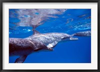 Pair of Atlantic Spotted Dolphins, Bimini, Bahamas Fine Art Print