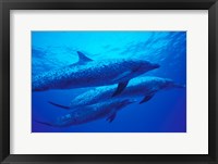 Three Spotted Dolphins, Bahamas, Caribbean Fine Art Print