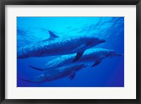 Three Spotted Dolphins, Bahamas, Caribbean Fine Art Print