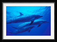Three Spotted Dolphins, Bahamas, Caribbean Fine Art Print