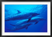 Three Spotted Dolphins, Bahamas, Caribbean Fine Art Print
