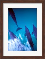 Atlantic Spotted Dolphins standing, Bimini, Bahamas Fine Art Print