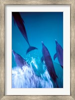 Atlantic Spotted Dolphins standing, Bimini, Bahamas Fine Art Print