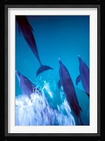 Atlantic Spotted Dolphins standing, Bimini, Bahamas Fine Art Print