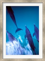 Atlantic Spotted Dolphins standing, Bimini, Bahamas Fine Art Print