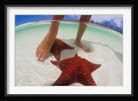 Starfish and Feet, Bahamas, Caribbean Fine Art Print