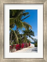 Bahamas, Eleuthera, Harbor Island, Dunmore, Flora Fine Art Print