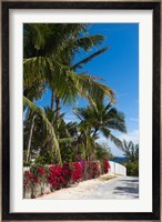 Bahamas, Eleuthera, Harbor Island, Dunmore, Flora Fine Art Print