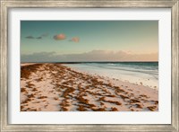 Bahamas, Eleuthera, Harbor Island, Pink Sand Beach with seaweed Fine Art Print