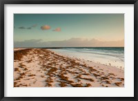 Bahamas, Eleuthera, Harbor Island, Pink Sand Beach with seaweed Fine Art Print