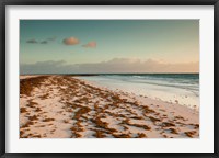 Bahamas, Eleuthera, Harbor Island, Pink Sand Beach with seaweed Fine Art Print