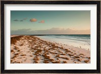 Bahamas, Eleuthera, Harbor Island, Pink Sand Beach with seaweed Fine Art Print