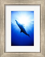 Atlantic Spotted Dolphin, Bahamas Fine Art Print