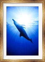 Atlantic Spotted Dolphin, Bahamas Fine Art Print