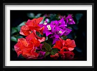 Flora along Staniel Cay, Exumas, Bahamas Fine Art Print