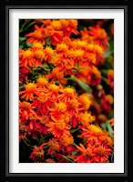 Flora along the Beach at Spanish Wells in the Bahamas Fine Art Print