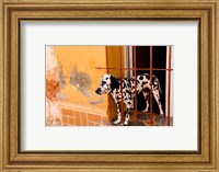 Spotted dog and colorful wall in Trinidad Cuba Fine Art Print
