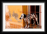 Spotted dog and colorful wall in Trinidad Cuba Fine Art Print