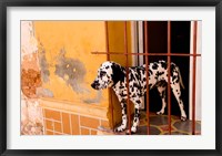 Spotted dog and colorful wall in Trinidad Cuba Fine Art Print