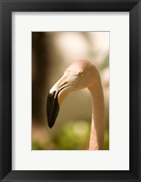 Caribbean, Bonaire, Flamingos, tropical bird Fine Art Print