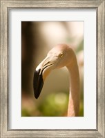 Caribbean, Bonaire, Flamingos, tropical bird Fine Art Print