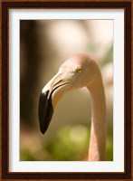 Caribbean, Bonaire, Flamingos, tropical bird Fine Art Print