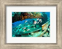 Schooling Soldierfish, Wreck of the RMS Rhone, coast of Salt Island, Tortola, British Virgin Islands, Caribbean Fine Art Print