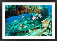 Schooling Soldierfish, Wreck of the RMS Rhone, coast of Salt Island, Tortola, British Virgin Islands, Caribbean Fine Art Print