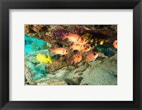 Soldierfish, grunts, Tortola, BVI Fine Art Print