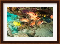 Soldierfish, grunts, Tortola, BVI Fine Art Print
