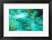 Stoplight Parrotfish, Virgin Gorda Island, British Virgin Islands, Caribbean Fine Art Print