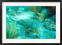Stoplight Parrotfish, Virgin Gorda Island, British Virgin Islands, Caribbean Fine Art Print