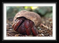 Hermit crab (crustacean), Virgin Islands Fine Art Print