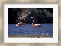 Pink Flamingos on Lake Goto Meer, Bonaire, Caribbean Fine Art Print