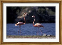Pink Flamingos on Lake Goto Meer, Bonaire, Caribbean Fine Art Print