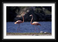 Pink Flamingos on Lake Goto Meer, Bonaire, Caribbean Fine Art Print